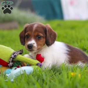 Benji, Dachshund Puppy